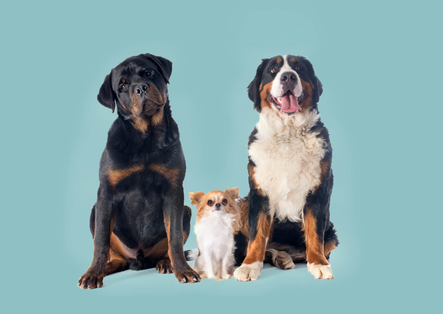 Dog Kennels Auckland Doggy Daycare Cattery South Auckland